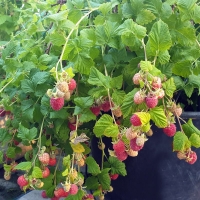 Avietė (Rubus) 'Sweet Sunshine'